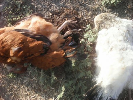 Cəlilabadda ev quşları qırılır -
