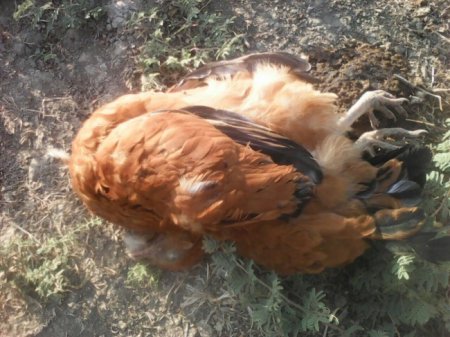 Cəlilabadda ev quşları qırılır -