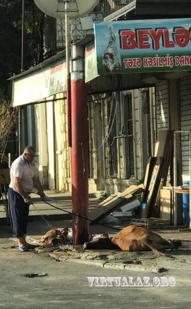 Bakının mərkəzi rayonunda antisanitariya -  