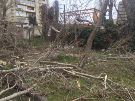 Xətai rayonunda yaşıllığı məhv edənlər kimdir? - 