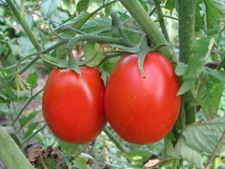 Ankaraya qarşı pomidor qadağası tam aradan götürülür