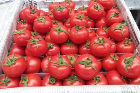 Rusiyaya pomidor aparıb satmaq istəyənlərə 