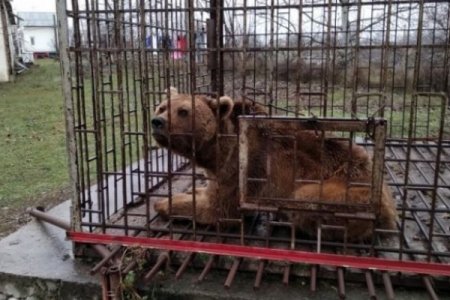 Qubada evində ayı saxlayan şəxs kimdir? - 