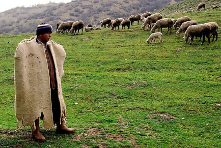 Tovuzda 54 yaşlı çoban göbələk yedi, öldü