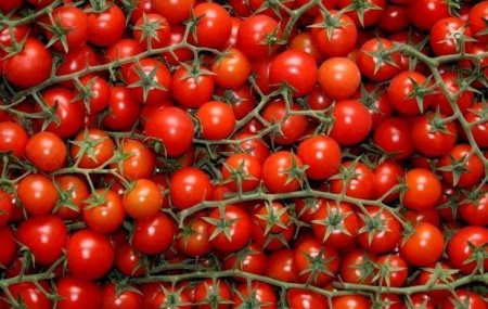 Rusiyadan qaytarılan Azərbaycan pomidorları təkrar ixrac oluna bilər
