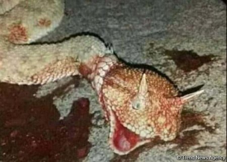 Ağsu aşırımında dəhşət: "Əjdaha" peyda oldu -