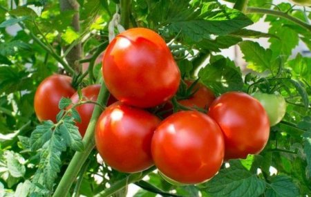 Bazarlarda bahalıq davam edir: Xaçmaz pomidoru da qiyməti azaltmayacaq -