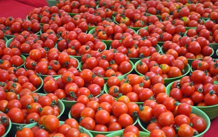 Pomidor ucuzlaşacaq