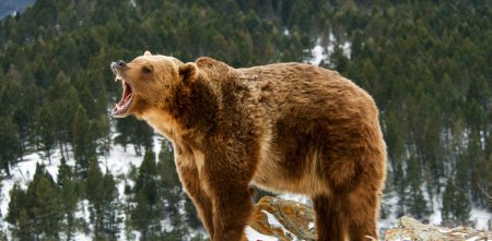 Kamçatkada ac ayılar turist marşrutunun bağlanmasına səbəb olub
