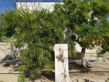 Bakıda Əzizbəyovun “unudulmuş” büstü götürüldü - 