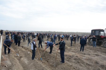 Tərtərlilər ölkəmizdə bir gündə 650 min ağac əkilməsi təşəbbüsünə həvəslə qoşulublar