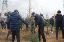 Bu gün Nizami rayonunda 5 növdə 1200 ədəd ağac əkildi Bu gün Nizami rayonunda 5 növdə 1200 ədəd ağac əkildi
