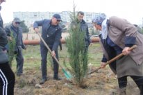 Bu gün Nizami rayonunda 5 növdə 1200 ədəd ağac əkildi Bu gün Nizami rayonunda 5 növdə 1200 ədəd ağac əkildi