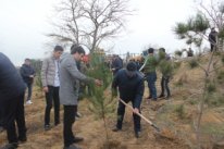Bu gün Nizami rayonunda 5 növdə 1200 ədəd ağac əkildi 