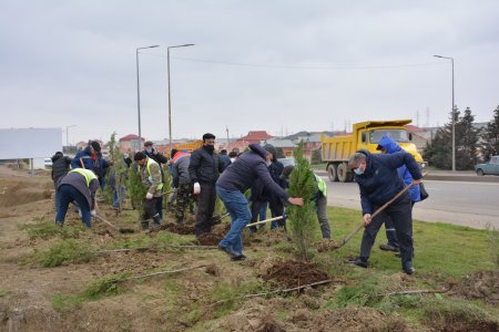 Abşeronda şəhidlərin xatirəsinə 2783 ədəd ağac əkildi