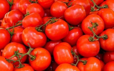 Rusiya Türkiyədən pomidor idxalı üçün kvotanı bir qədər də artırıb