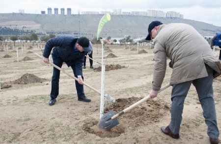 Bu gün Xocasən qəsəbəsində 4000 ağac əkilib