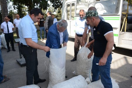 Bu gün ilk olaraq Tərtərdə barama tədarükünə başlanılıb