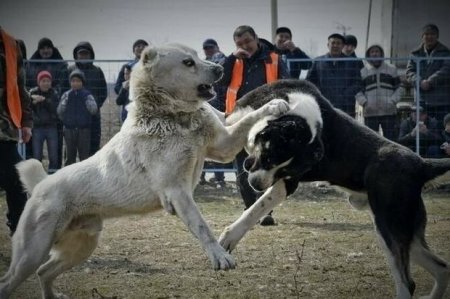 Qazaxda it döyüşləri təşkil edilib