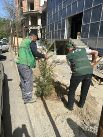 Nərimanovda COP29 öncəsi ağaclar məhv edildi –  