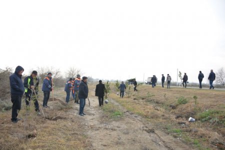 Tərtərdə İlham Əliyevin doğum gününə həsr olunan ağacəkmə aksiyası keçirilib -