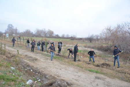 Tərtərdə İlham Əliyevin doğum gününə həsr olunan ağacəkmə aksiyası keçirilib -