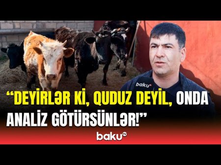 İsmayıllıda mal-qaranın tələf olmasına səbəb nədir? - 