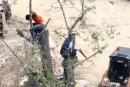 “Ailə Park” MTK Nərimanov rayonunda "Yasıl Terror" törədir -