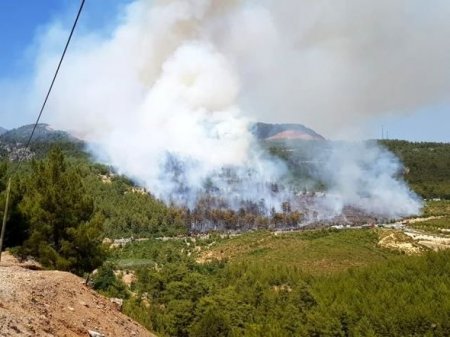 Söndürülməmiş siqaret kötüyü meşə yanğınına səbəb oldu - 