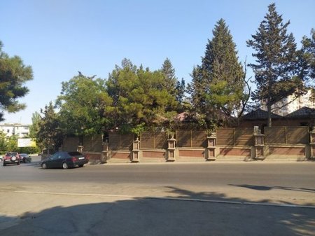 “Garant İnşaat” MTK Nəsimi rayonunda bina tikmək üçün ağacları məhv edib – 