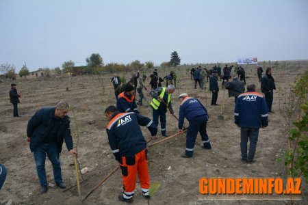 Tərtərdə YAP-ın yaradılmasının 30 illiyinə həsr olunan ağacəkmə kampaniyası 