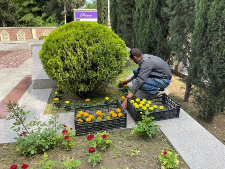 Tərtərdə “Heydər Əliyev İli” çərçivəsində gül-çiçək kolları əkilib