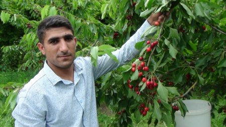 "Qiymətlər ucuzdur, xarici bazara çıxa bilmirik, qəbul edən emal müəssisəsi də yoxdur"