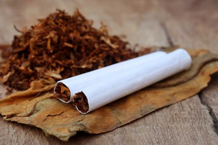 34 milyon manat investitsiya olmasa tütün istehsalına icazə verilməyəcək 