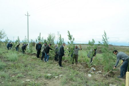 Bərdə-Ağdam magistral avtomobil yolunun Köçərli kəndi ərazisində ağacəkmə aksiyası keçirilib